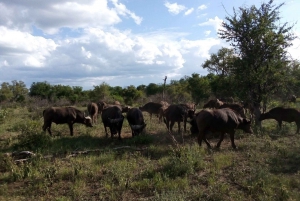 Kruger National Park: 4-Day Private Safari Tour