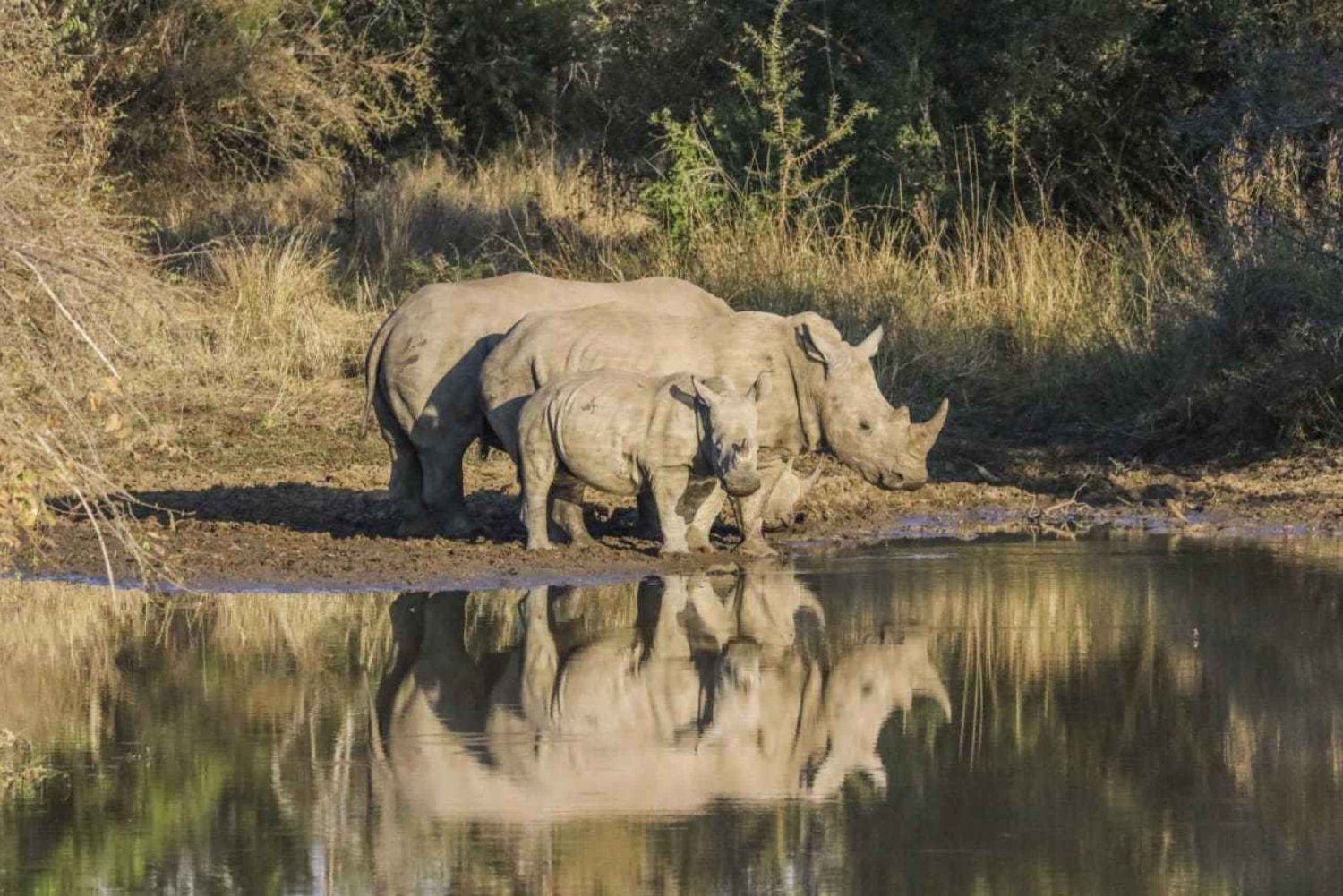 Kruger National Park: 4-Day Private Safari