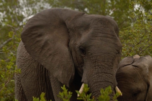 Kruger National Park: 4-Day Private Safari