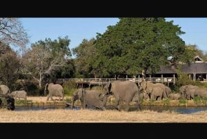 Safári de 4 dias no Parque Nacional Kruger para Joanesburgo e Pretória