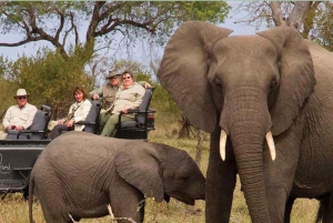 Krugerin kansallispuisto 4 päivän safari fr Johannesburg & Pretoria