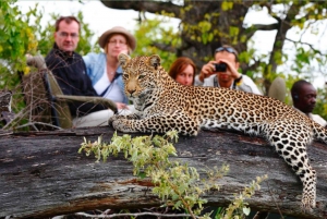 Safári de 4 dias no Parque Nacional Kruger para Joanesburgo e Pretória