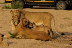 Kruger National Park 4 daagse safari vanaf Johannesburg & Pretoria