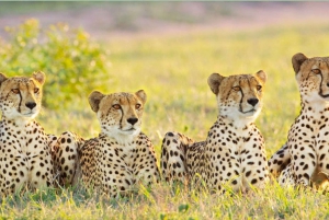 Safári de 4 dias no Parque Nacional Kruger para Joanesburgo e Pretória