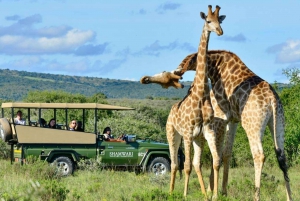 4-dniowe safari w Parku Narodowym Krugera z Johannesburga i Pretorii