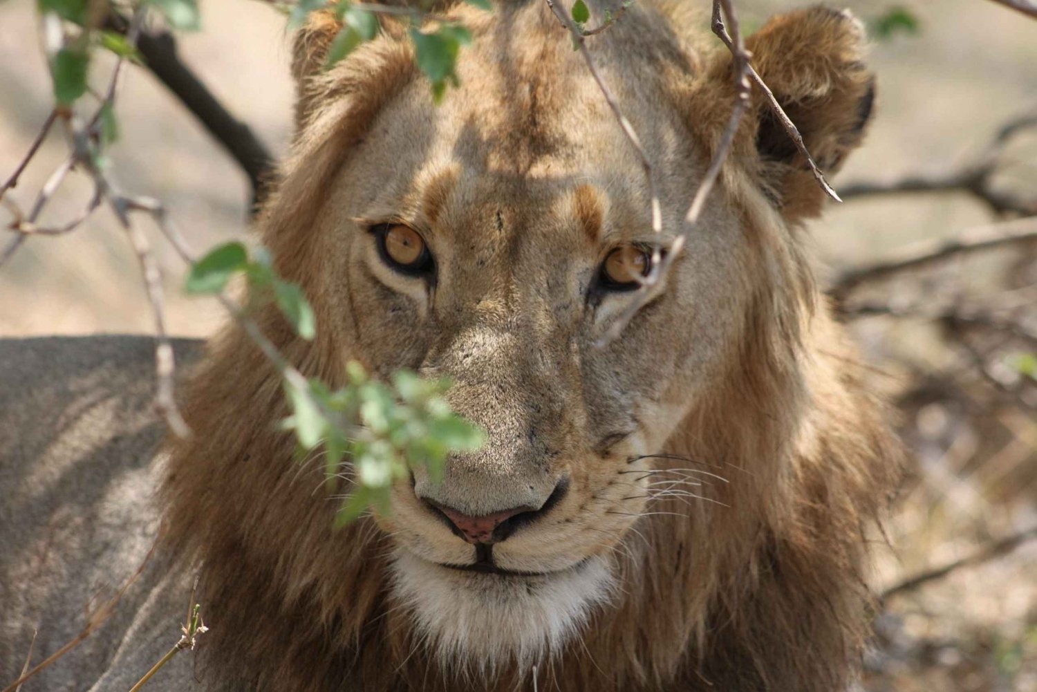 Kruger nationalpark - 4 dagars safaritur