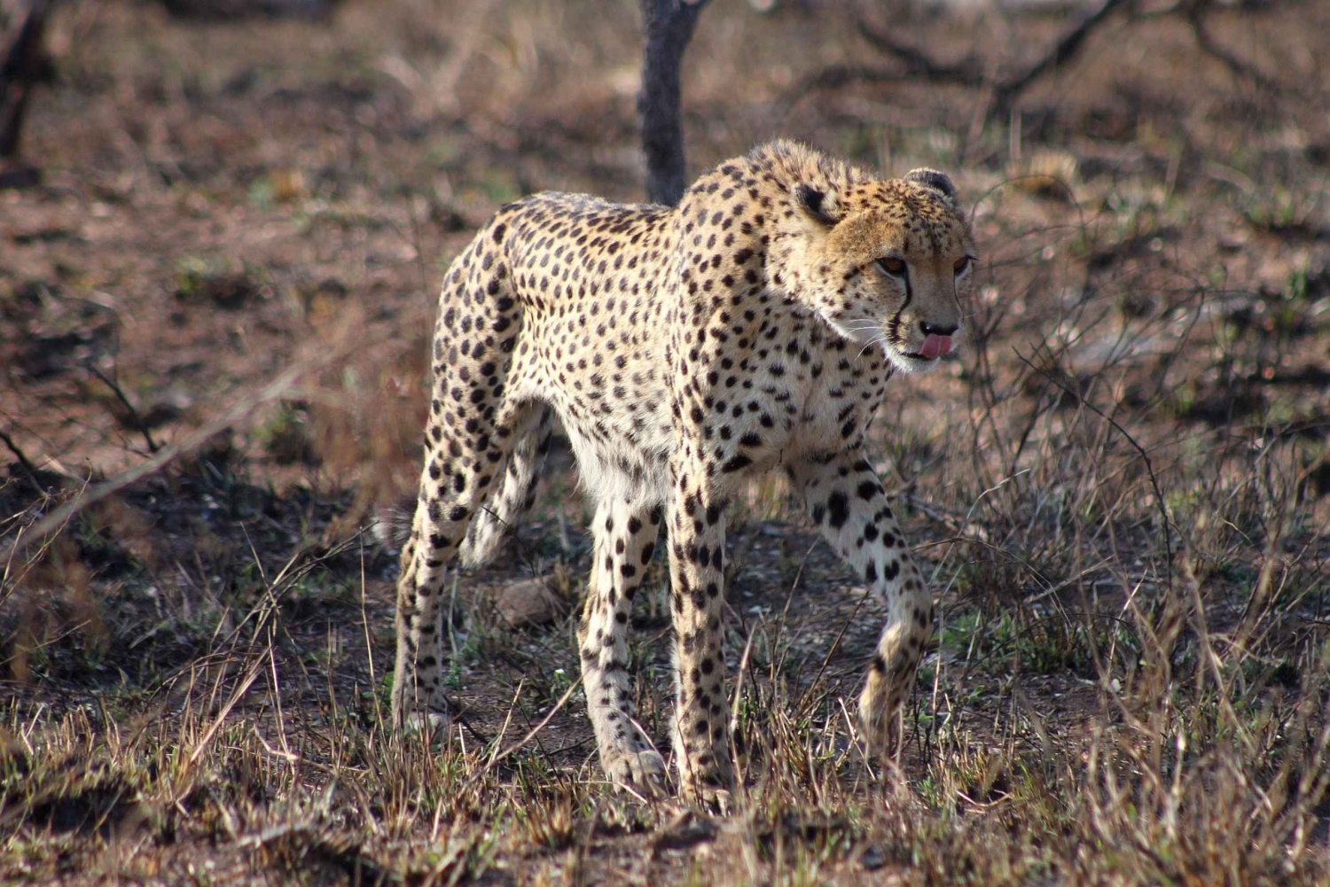 Kruger National Park - 4 Day Safari Tour