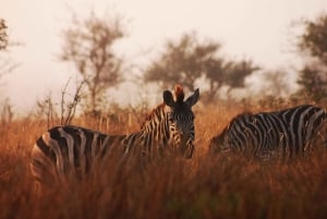 Park Narodowy Krugera - 4-dniowa wycieczka safari