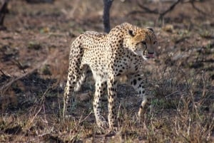 Parc national Kruger - 4 jours de safari