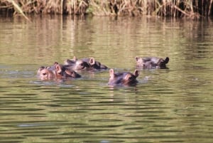 Kruger National Park - 4 dages safaritur