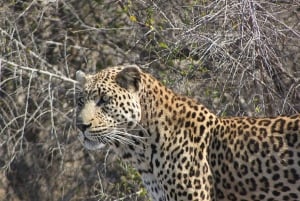 Kruger National Park - 4 dages safaritur