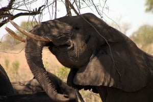 Kruger National Park - 4 dages safaritur