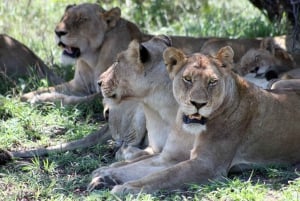 Kruger National Park - 4 dages safaritur