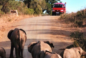 Krugerin kansallispuisto - 4 päivän retki Johannesburgista