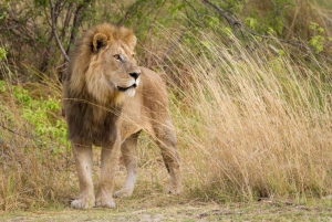 Kruger nasjonalpark - 4 dagers tur fra Johannesburg