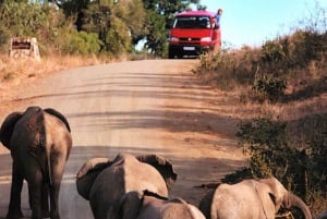 Kruger National Park - 4 Day Tour from Johannesburg