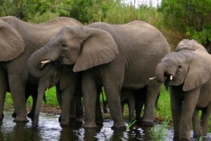 Kruger National Park - 4 Day Tour from Johannesburg
