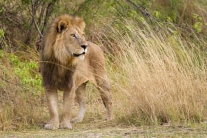 Kruger National Park - 4 Day Tour from Johannesburg