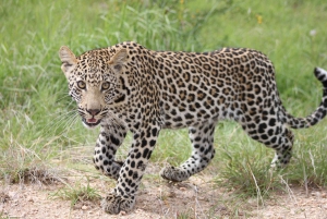 Kruger National Park - 5 Day Safari Tour