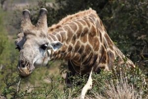 Parco Nazionale Kruger - Tour Safari di 5 giorni