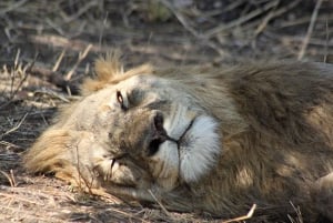 Parco Nazionale Kruger - Tour Safari di 5 giorni