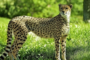 Kruger National Park & Blyde River Canyon 4 Day Safari