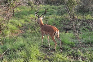 Safari i Kruger nationalpark - 3 dagar