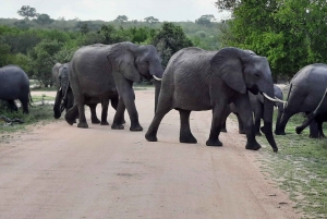 Safari i Kruger nationalpark - 3 dagar