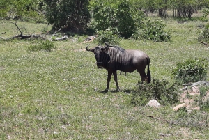 Safari por el Parque Nacional Kruger - 3 días