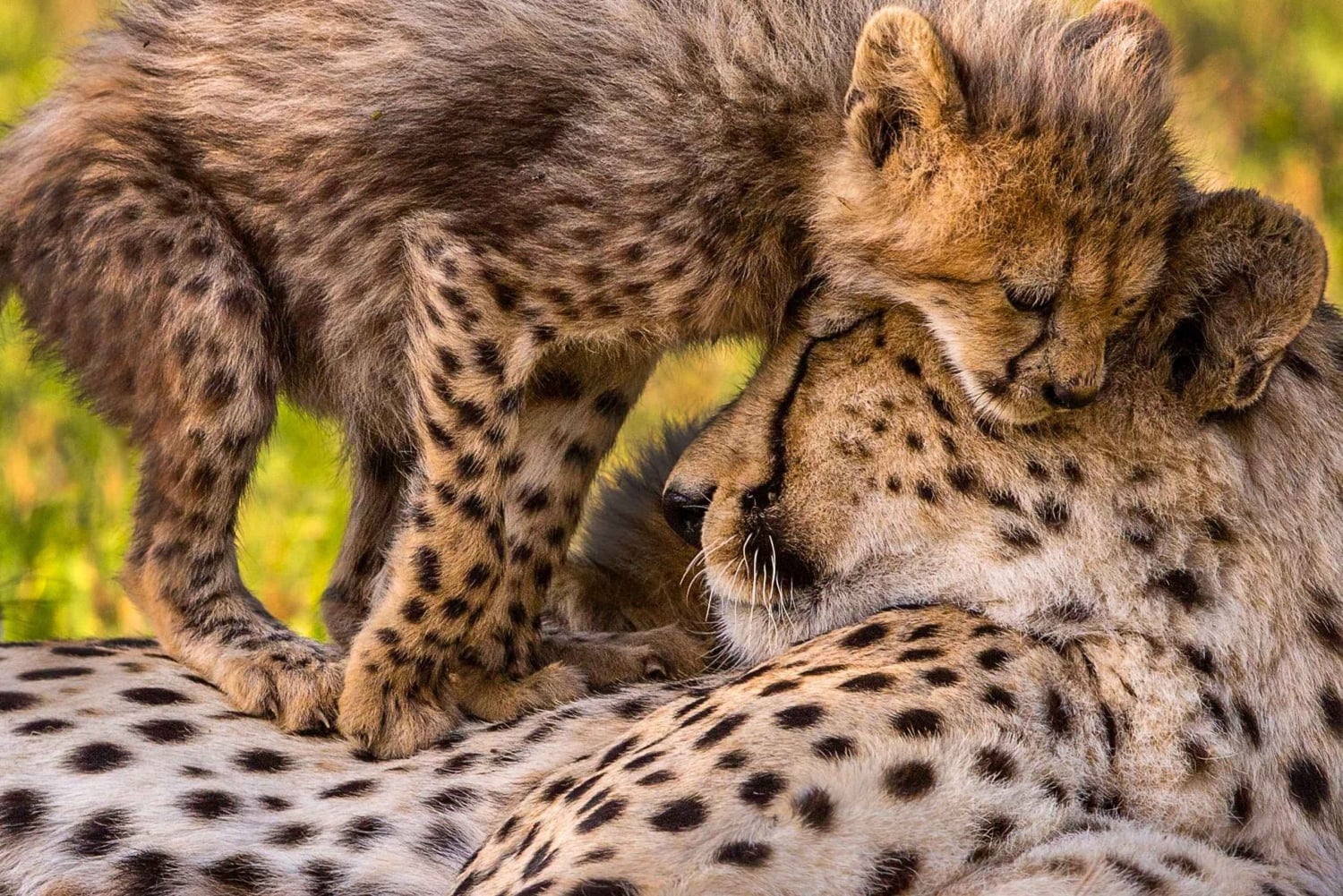 Kruger National Park: Safari & Panorama Route