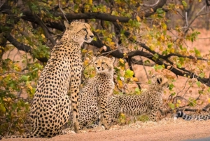 Kruger National Park: Safari & Panorama Route