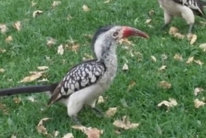 Kruger National Park: Safari & Panorama Route