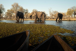 Kruger nasjonalpark: Den beste 4-dagers budsjettsafarien