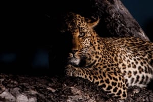 Park Narodowy Krugera: Najlepsze 4-dniowe budżetowe safari