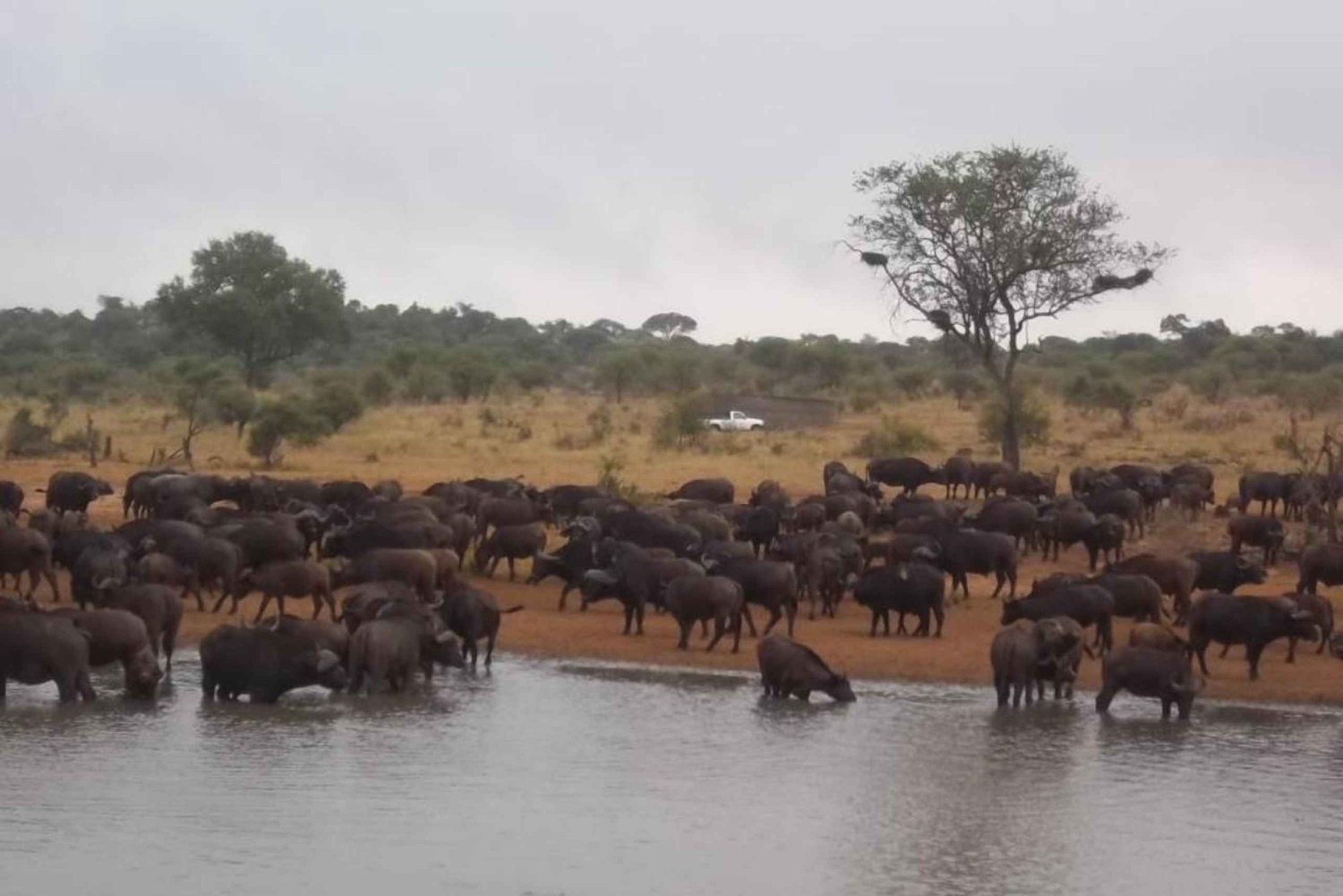 Krüger Nationalpark Tour 4Tage-3Nächte (offenes Safarifahrzeug)
