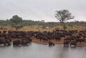 Kruger nationalpark tur 4 dage-3 nætter (åbent safarikøretøj)