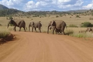 Kruger nationalpark tur 4 dage-3 nætter (åbent safarikøretøj)