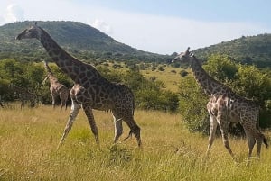 Kruger nationalpark tur 4 dage-3 nætter (åbent safarikøretøj)