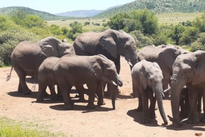 Krüger Nationalpark Tour 4Tage-3Nächte (offenes Safarifahrzeug)
