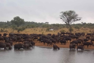 Krüger Nationalpark Tour 4Tage-3Nächte (offenes Safarifahrzeug)