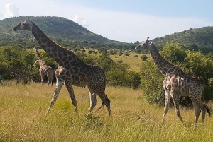 Krüger Nationalpark Tour 4Tage-3Nächte (offenes Safarifahrzeug)