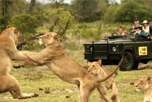 Safari de 4 jours dans le parc national Kruger depuis Johannesburg et Pretoria