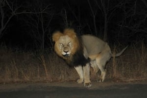 Kruger Park: 5-Day Kruger Park and Manyeleti Safari Tour