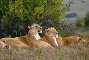 Kruger Park & Blyde River Canyon 4Day Safari fr Johannesburg