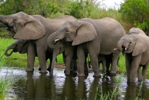 Kruger Park & Blyde River Canyon 4Day Safari fr Johannesburg