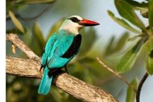 Kruger Park & Blyde River Canyon 4Day Safari fr Johannesburg