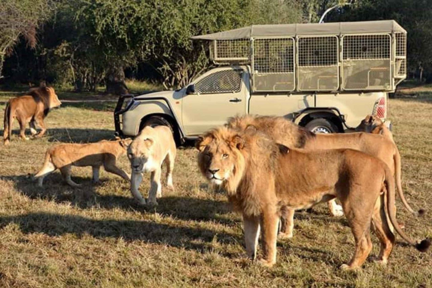 Löwen- und Safaripark: Pirschfahrt im offenen Fahrzeug