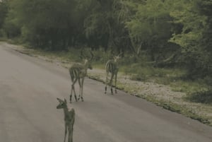 parque dos leões: Aventura no Safari