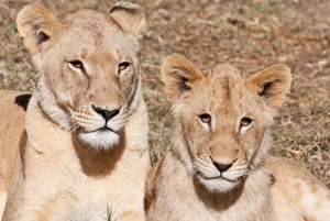 Wycieczka do parku lwów w otwartym pojeździe safari