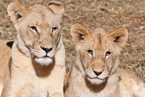 Passeio pelo Lion Park em veículo aberto de safári